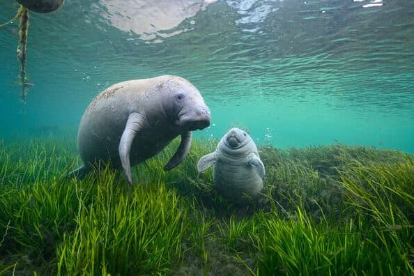 Crystal River Manatee